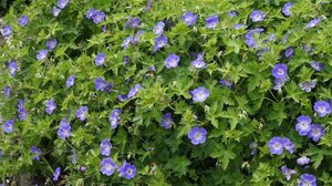 Geranium Rozanne geen maat specificatie 0,55L/P9cm - afbeelding 4