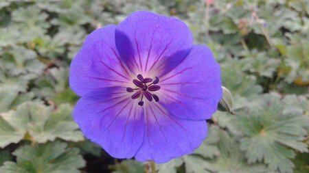 Geranium Rozanne geen maat specificatie 0,55L/P9cm - afbeelding 12