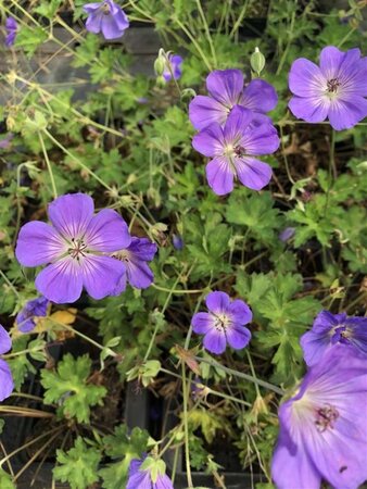 Geranium Rozanne geen maat specificatie 0,55L/P9cm - afbeelding 1