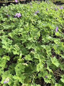 Geranium Rozanne geen maat specificatie 0,55L/P9cm - afbeelding 15