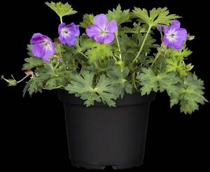 Geranium Rozanne geen maat specificatie 0,55L/P9cm - afbeelding 16