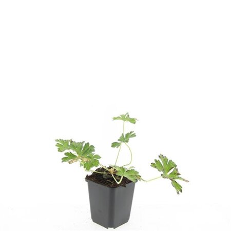 Geranium Rozanne geen maat specificatie 0,55L/P9cm - afbeelding 7