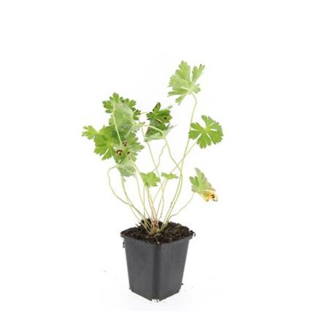 Geranium Rozanne geen maat specificatie 0,55L/P9cm - afbeelding 8