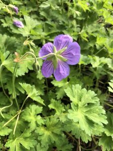 Geranium Rozanne geen maat specificatie 0,55L/P9cm - afbeelding 17