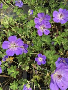 Geranium Rozanne geen maat specificatie 0,55L/P9cm - afbeelding 18