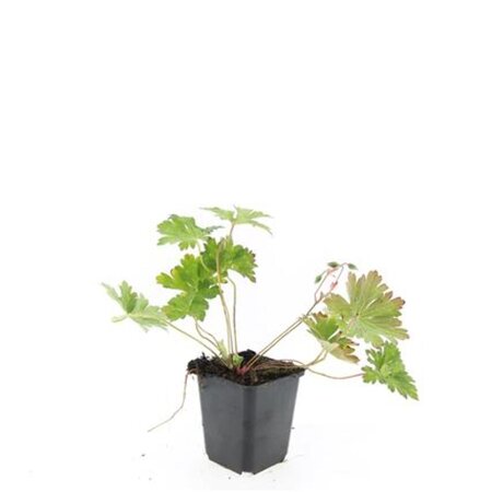 Geranium Rozanne geen maat specificatie 0,55L/P9cm - afbeelding 9