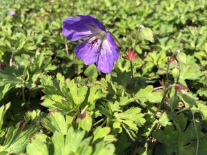 Geranium Rozanne geen maat specificatie 0,55L/P9cm - afbeelding 19