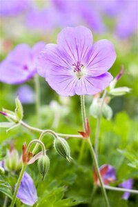 Geranium Rozanne geen maat specificatie 0,55L/P9cm - afbeelding 20