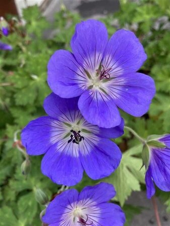 Geranium Rozanne geen maat specificatie 0,55L/P9cm - afbeelding 5