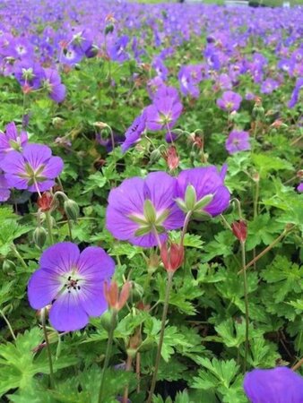 Geranium Rozanne geen maat specificatie 0,55L/P9cm - afbeelding 2