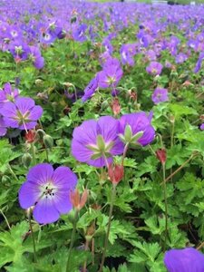 Geranium Rozanne geen maat specificatie 0,55L/P9cm - afbeelding 2