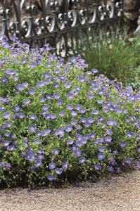 Geranium Rozanne geen maat specificatie 0,55L/P9cm - afbeelding 21