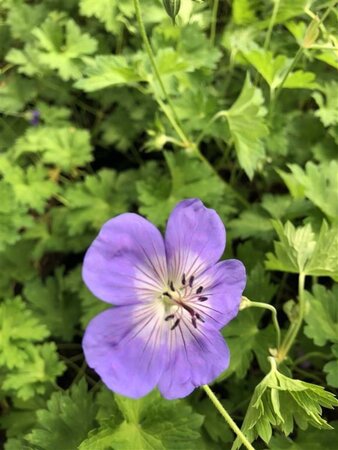 Geranium Rozanne geen maat specificatie 0,55L/P9cm - afbeelding 22