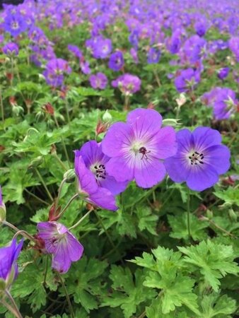 Geranium Rozanne geen maat specificatie 0,55L/P9cm - afbeelding 3