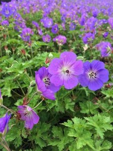 Geranium Rozanne geen maat specificatie 0,55L/P9cm - afbeelding 3