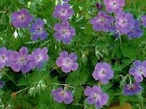 Geranium Rozanne geen maat specificatie 0,55L/P9cm - afbeelding 23