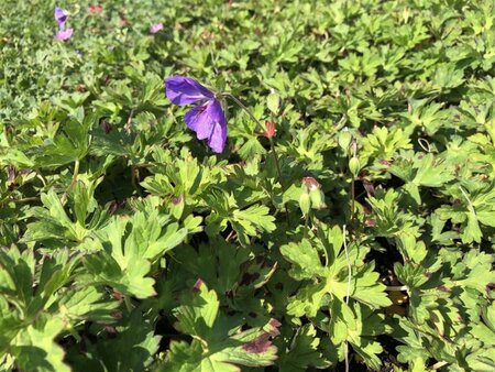 Geranium Rozanne geen maat specificatie 0,55L/P9cm - afbeelding 24