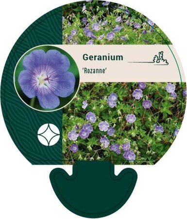 Geranium Rozanne geen maat specificatie 0,55L/P9cm - afbeelding 13