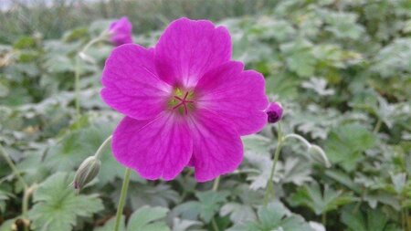 Geranium rivers. 'Russell Prichard' geen maat specificatie 0,55L/P9cm - afbeelding 1