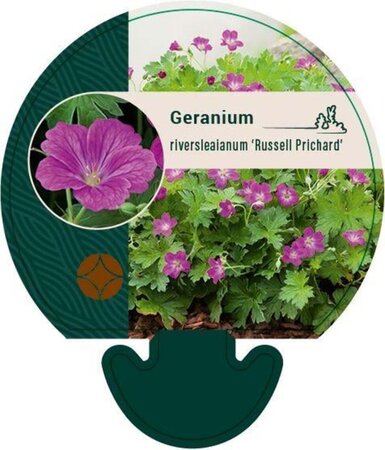 Geranium rivers. 'Russell Prichard' geen maat specificatie 0,55L/P9cm - afbeelding 2