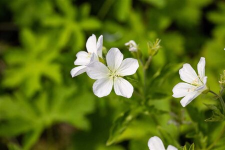 Geranium sylv. 'Album' geen maat specificatie 0,55L/P9cm - afbeelding 1