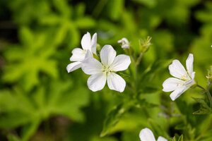 Geranium sylv. 'Album' geen maat specificatie 0,55L/P9cm - afbeelding 1