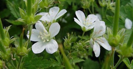 Geranium sylv. 'Album' geen maat specificatie 0,55L/P9cm - afbeelding 4