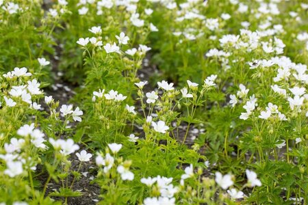 Geranium sylv. 'Album' geen maat specificatie 0,55L/P9cm - afbeelding 2