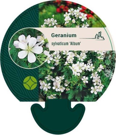 Geranium sylv. 'Album' geen maat specificatie 0,55L/P9cm - afbeelding 3