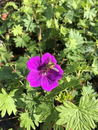 Geranium sanguineum geen maat specificatie 0,55L/P9cm - afbeelding 1