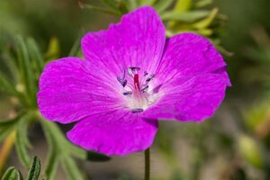 Geranium sanguineum geen maat specificatie 0,55L/P9cm - afbeelding 11