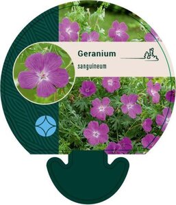 Geranium sanguineum geen maat specificatie 0,55L/P9cm - afbeelding 3