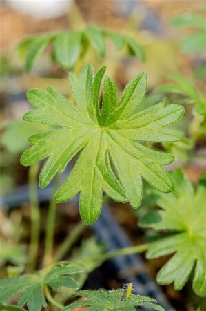 Geranium sanguineum geen maat specificatie 0,55L/P9cm - afbeelding 10