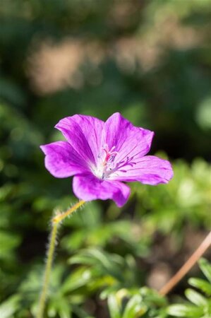 Geranium sanguineum geen maat specificatie 0,55L/P9cm - afbeelding 9