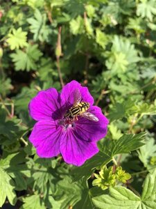 Geranium sanguineum geen maat specificatie 0,55L/P9cm - afbeelding 7