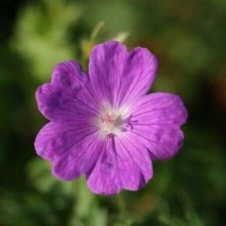 Geranium sanguineum geen maat specificatie 0,55L/P9cm - afbeelding 4