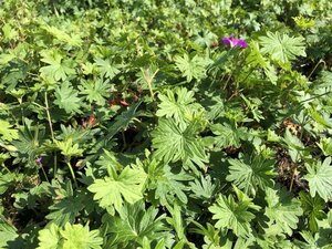 Geranium sanguineum geen maat specificatie 0,55L/P9cm - afbeelding 6