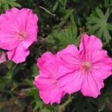 Geranium sang. 'Ankum's Pride' geen maat specificatie 0,55L/P9cm