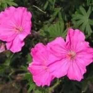 Geranium sang. 'Ankum's Pride' geen maat specificatie 0,55L/P9cm