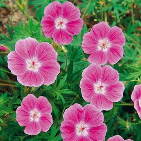 Geranium sang. 'Elke' geen maat specificatie 0,55L/P9cm