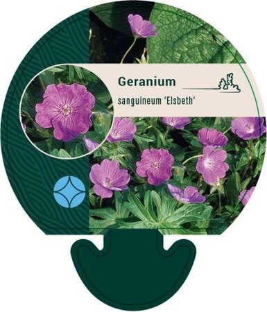 Geranium sang. 'Elsbeth' geen maat specificatie 0,55L/P9cm - afbeelding 1