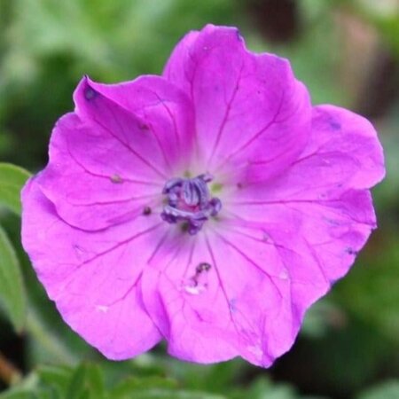 Geranium sang. 'Elsbeth' geen maat specificatie 0,55L/P9cm - afbeelding 2