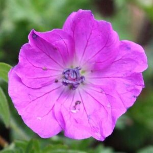 Geranium sang. 'Elsbeth' geen maat specificatie 0,55L/P9cm - afbeelding 2