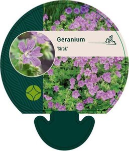 Geranium 'Sirak' geen maat specificatie 0,55L/P9cm - afbeelding 4