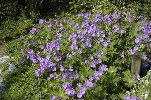 Geranium 'Sirak' geen maat specificatie 0,55L/P9cm - afbeelding 1