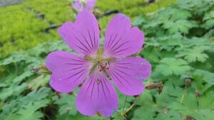 Geranium 'Sirak' geen maat specificatie 0,55L/P9cm - afbeelding 6