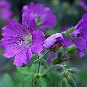 Geranium 'Sirak' geen maat specificatie 0,55L/P9cm - afbeelding 5