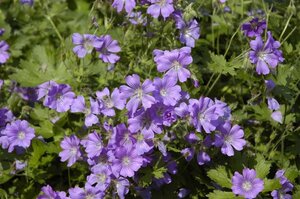 Geranium 'Sirak' geen maat specificatie 0,55L/P9cm - afbeelding 2