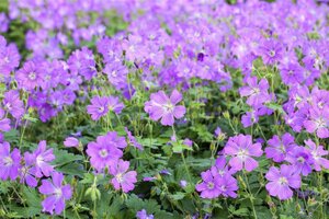 Geranium 'Sirak' geen maat specificatie 0,55L/P9cm - afbeelding 3