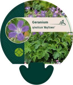 Geranium sylv. 'Mayflower' geen maat specificatie 0,55L/P9cm - afbeelding 2